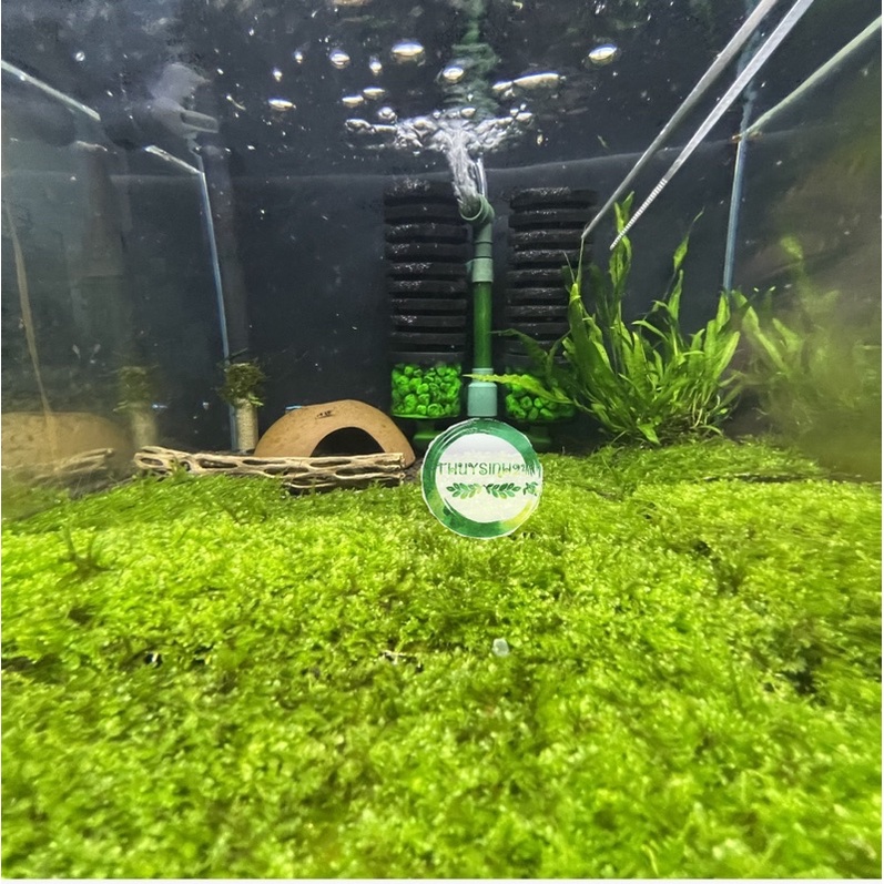 Rêu mini taiwan vỹ 10x10cm - rêu thuỷ sinh - rêu dán đá - dán lũa không cần co2