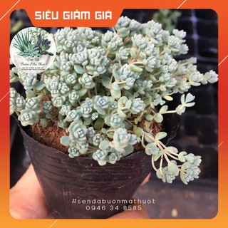 SEN ĐÁ SEDUM HOA HỒNG NHỎ XÍU 🧚[SIÊU ĐẸP]🧚 - SEN ĐÁ BUÔN MA THUỘT