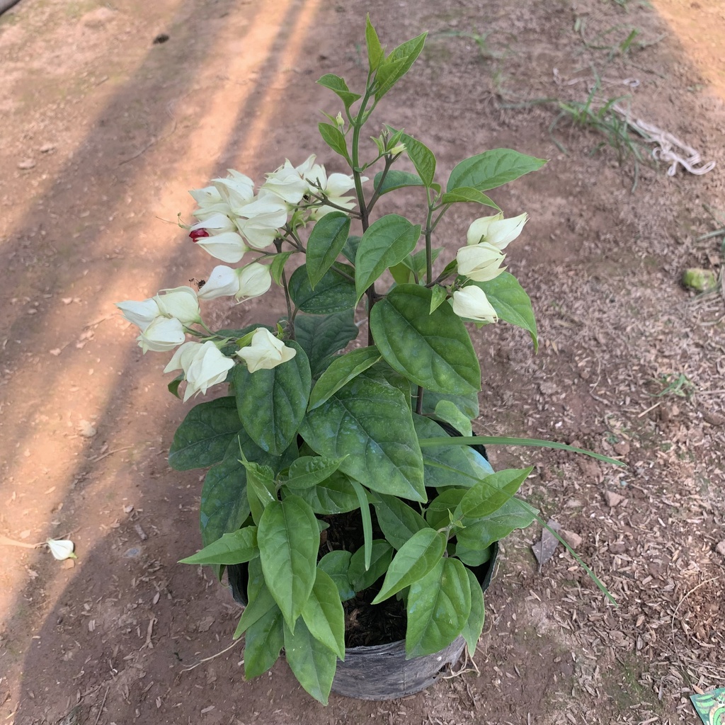 Cây hoa ngọc nữ trồng bịch cao 15-20cm, cây hoa thân leo nở quanh năm, trồng trang trí sân vườn, tiểu cảnh và ban công