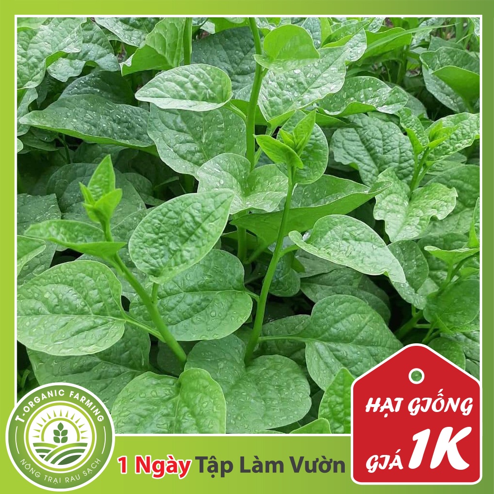 Deal 1K - Gói 20 Hạt Giống Rau Mồng Tơi