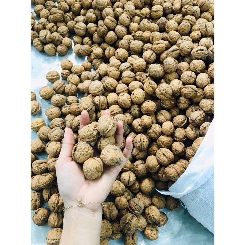 500GRAM ÓC CHÓ VÀNG MỸ CHUẨN LOẠI 1