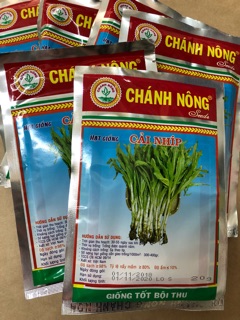 Hạt giống Cải Nhíp