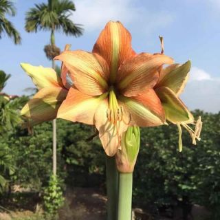 Củ lan huệ kép