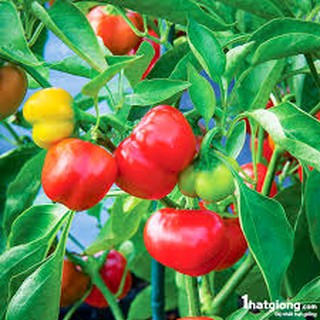 Hạt giống ơt chuông nhiều màu