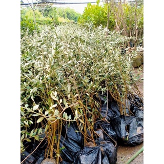 Cây giống Oliu cao 1m