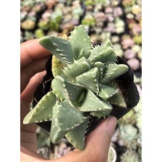Sen đá hàm cá sấu size bầu 5cm hư 1 đổi 1
