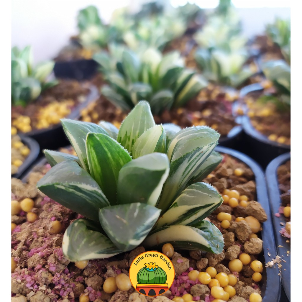 Sen đá kim cương Guốc Var | Haworthia Retusa Varigated | Haworthia Guốc Var