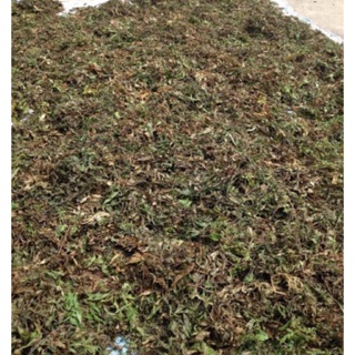 1,5kg lá đinh lăng khô