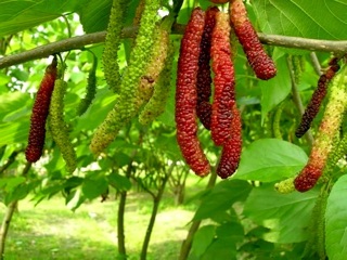 Dâu đài loan (Combo 2 cây)