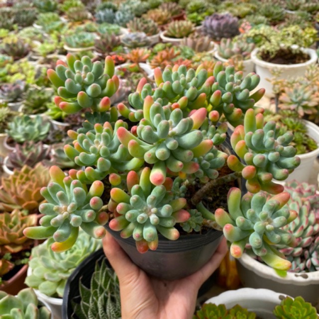 SEN ĐÁ THẠCH NGỌC MỸ BỤI LỚN (TẶNG SEN ĐÁ)