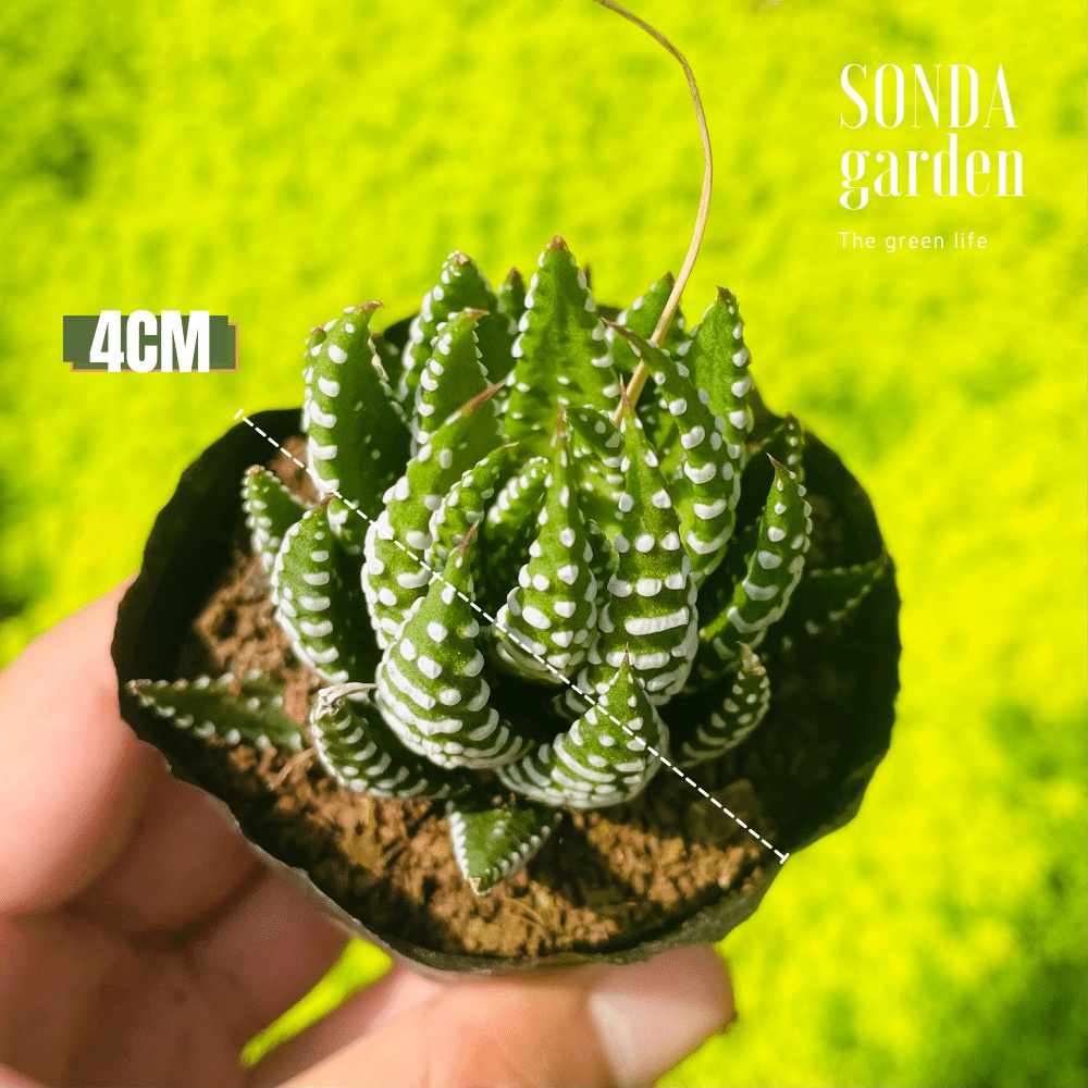 Sen đá móng rồng SONDA GARDEN size bé 5-8cm, cây cảnh trang trí nhà cửa, lỗi 1 đổi 1
