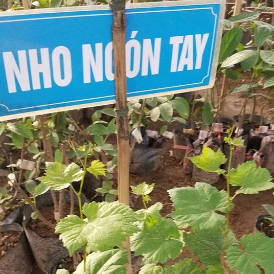 Cây Nho Giống Ngón Tay Úc ( Giống Mới )