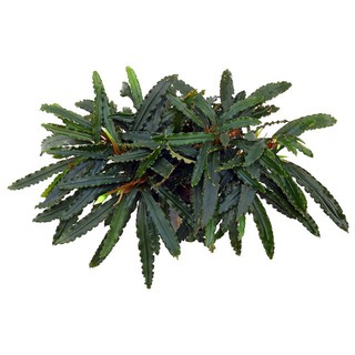 Cây Bucep lá hẹp Sekadau