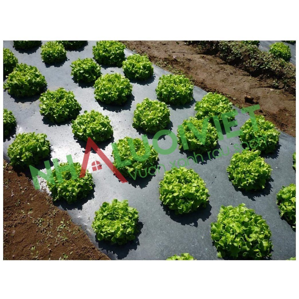 Màng phủ nông nghiệp khổ 1.2m x dài 400m- dày 30mic