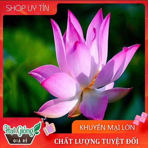 15H - HẠT GIỐNG SEN TA( SEN HỒNG VN)