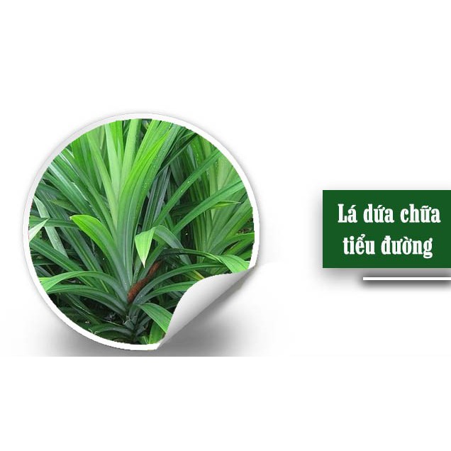 Bột Lá Dứa ( Pandanus Powder ) Dalahouse Nguyên chất 50g