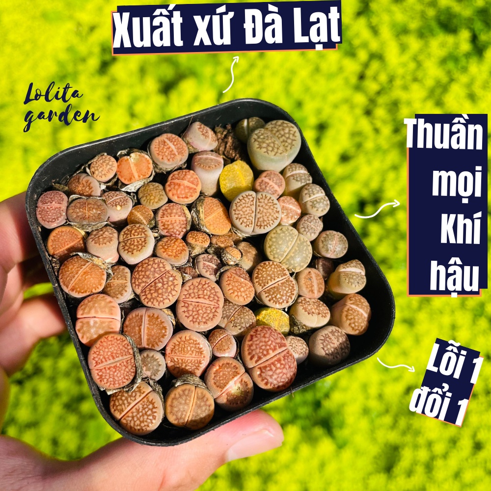 Sen mông lithop Đà Lạt 6 cây size mini cây cảnh trang trí nhà cửa Lolita garden