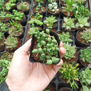 Sen hạt ngọc dài