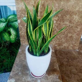 Cây 🌲 Lưỡi hổ chậu lớn