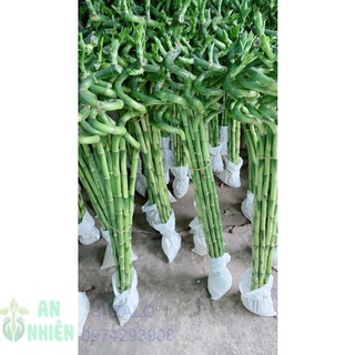 Phát tài xoắn 10 cây