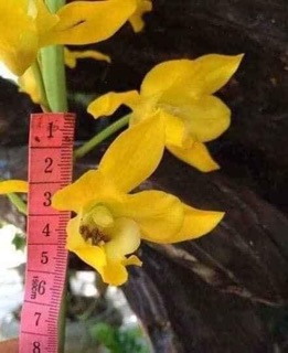 Combo 3 củ địa lan luân
