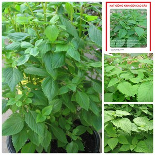 2Gr Hạt Giống Rau Kinh Giới