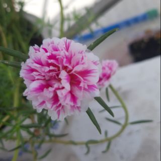 Mười giờ thái tia chớp - 10 cành giống