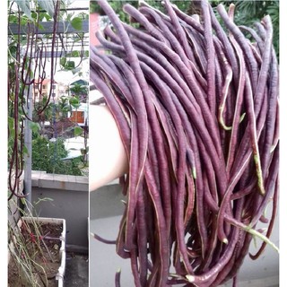  Hạt giống đậu đũa tím Mỹ - 1 gói 3gr
