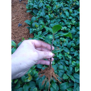 Combo 5 cây Hồng trà thơm giống hiếm