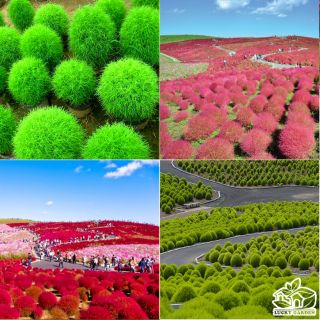 HẠT GIỐNG CỎ ĐỔI MÀU ( KOCHIA) 100 HẠT