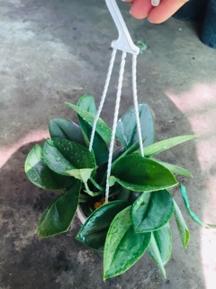 TRẦU BÀ NGỌC TRAI MINI