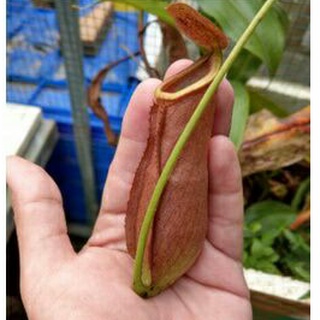 Cây nắp ấm N. Mirabilis pink