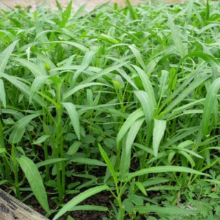 Hạt giống rau muống lá tre - 50 gr