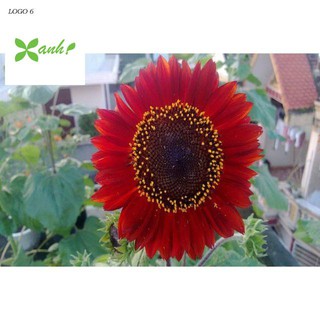 Gói 30 Hạt Giống Hoa Hướng Dương Đỏ Red Sun - Nanuseeds