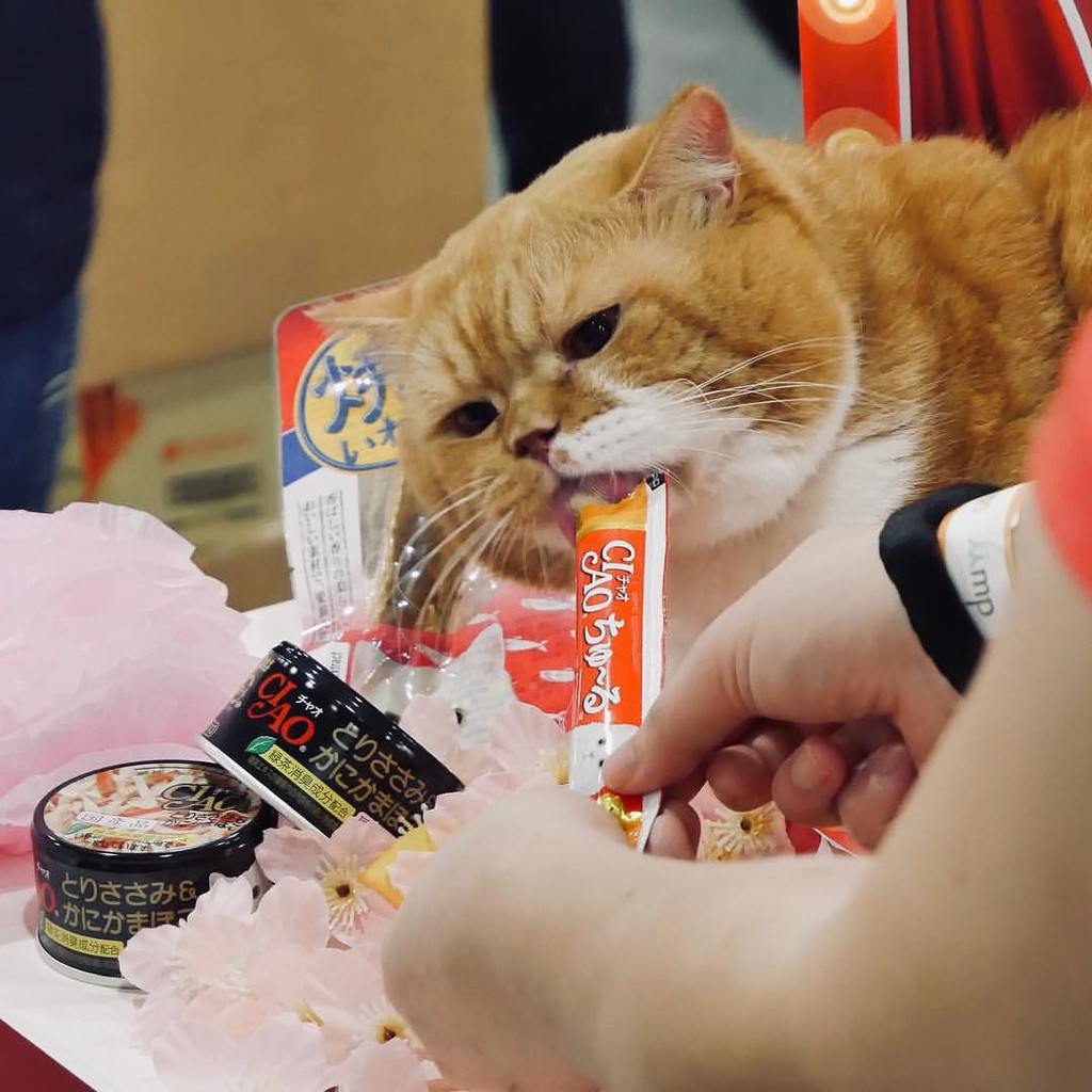 Ciao Churu 1 tuýp lẻ - Bánh thưởng dạng sốt mịn cho mèo