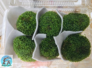 Đá minifiss cho hồ thuỷ sinh