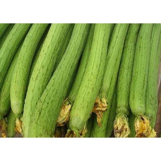 Hạt giống Mướp hương thái trái dài RD388 (1g)