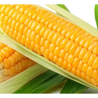 Hạt giống Bắp Mỹ Bắp Ngọt