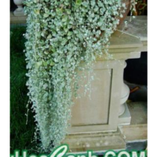 Cây vẩy rồng 6 cây