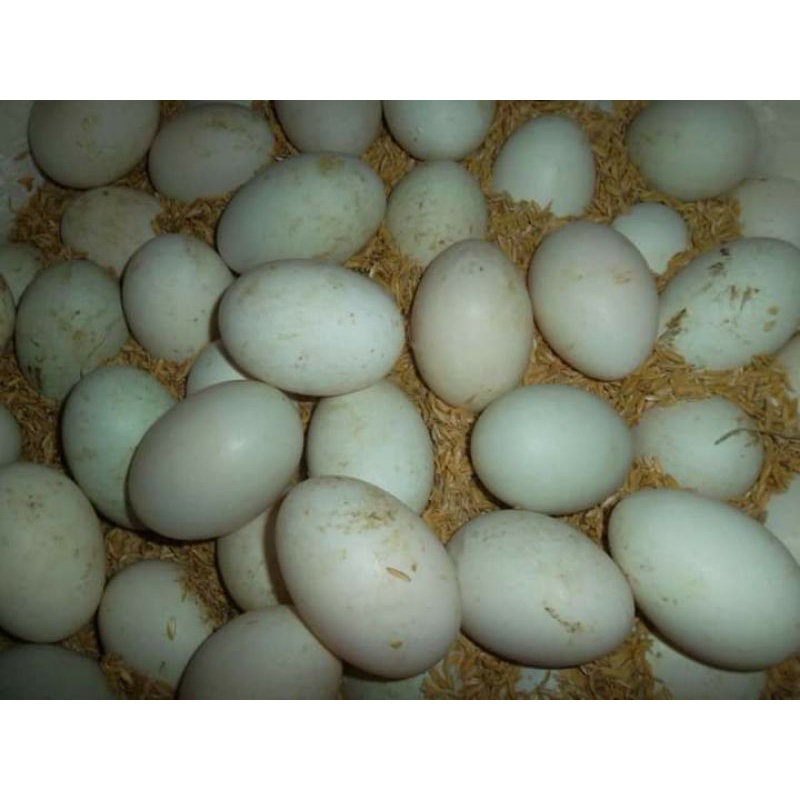 30 trứng vịt lạc trứng to
