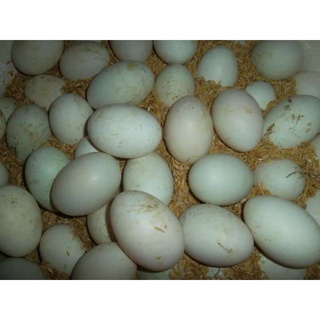 30 trứng vịt lạc trứng to