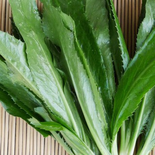 Hạt giống ngò gai| Mùi tàu