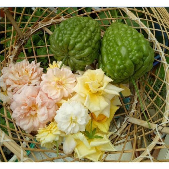 HẠT KHỔ QUA TRÁI TIM F1 779 - GÓI 5 HẠT