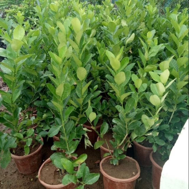 Cây chanh vàng mỹ