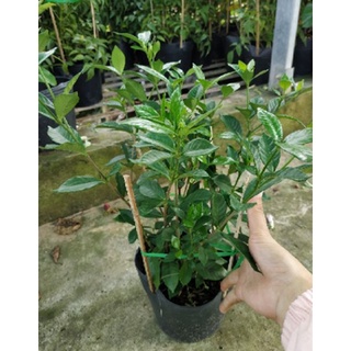 Lài Tiểu Thơ -vườn của boss