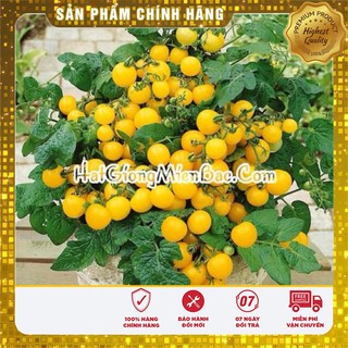Hạt Giống Cà Chua Bonsai Vàng Lucky seeds ( Đức) 30 Hạt