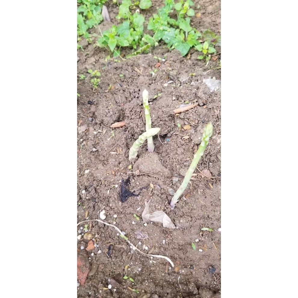 MĂNG TÂY GIỐNG-FREESHIP TỪ 50K