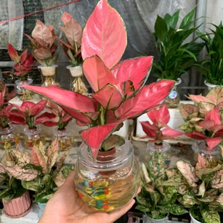 Vạn lộc thuỷ sinh