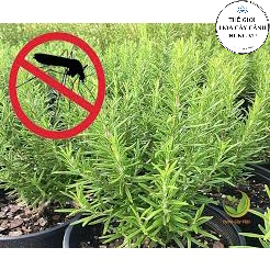 Cây hương thảo-rosemary size trung - THẾ GIỚI HOA CÂY CẢNH - ảnh thật số 2.