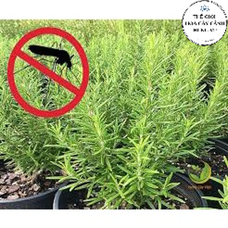Cây hương thảo-rosemary size trung ảnh thật số 2.